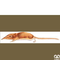 گونه حشره‌ خور شوش Susian Shrew