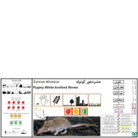 گونه حشره‌ خور کوتوله Pygmy White-toothed Shrew