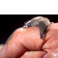 گونه حشره‌ خور کوتوله Pygmy White-toothed Shrew