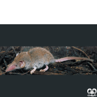 گونه حشره‌ خور کوتوله Pygmy White-toothed Shrew