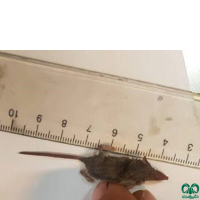 گونه حشره‌ خور کوتوله Pygmy White-toothed Shrew