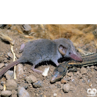 گونه حشره‌ خور کوتوله Pygmy White-toothed Shrew