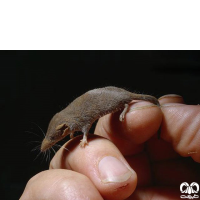 گونه حشره‌ خور کوتوله Pygmy White-toothed Shrew