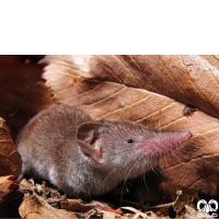 گونه حشره‌ خور کوتوله Pygmy White-toothed Shrew