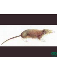 گونه حشره‌ خور کوچک Eurasian Pygmy Shrew