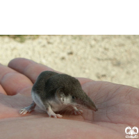 گونه حشره‌ خور کوچک Eurasian Pygmy Shrew