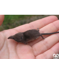 گونه حشره‌ خور کوچک Eurasian Pygmy Shrew