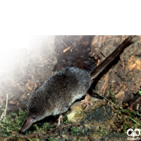 گونه حشره‌ خور کوچک Eurasian Pygmy Shrew