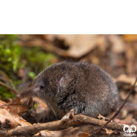 گونه حشره‌ خور کوچک Eurasian Pygmy Shrew