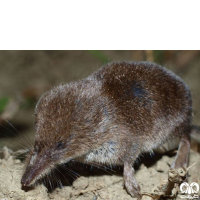 گونه حشره‌ خور کوچک Eurasian Pygmy Shrew