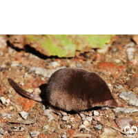 گونه حشره‌ خور کوچک Eurasian Pygmy Shrew