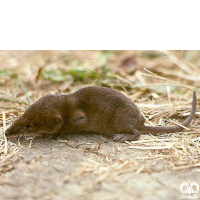 گونه حشره‌ خور کوچک Eurasian Pygmy Shrew