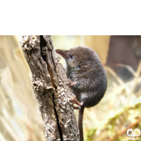 گونه حشره‌ خور کوچک Eurasian Pygmy Shrew