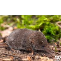 گونه حشره‌ خور کوچک Eurasian Pygmy Shrew