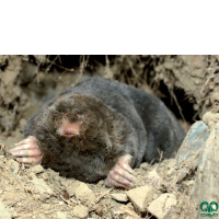 گونه حفار ایرانی Persian Mole