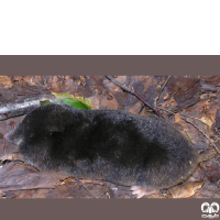گونه حفار ایرانی Persian Mole