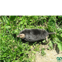 گونه حفار ایرانی Persian Mole