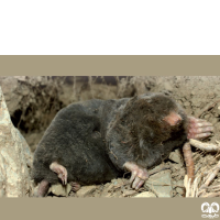 گونه حفار ایرانی Persian Mole