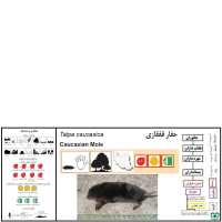 گونه حفار قفقازی Caucasian Mole