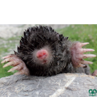 گونه حفار قفقازی Caucasian Mole