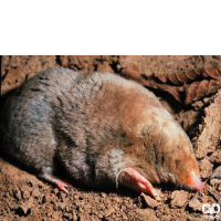 گونه حفار قفقازی Caucasian Mole