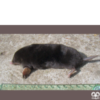 گونه حفار قفقازی Caucasian Mole