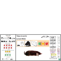 گونه حفار مدیترانه‌ای Levantine mole  