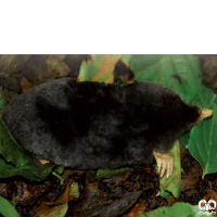 گونه حفار مدیترانه‌ای Levantine mole  