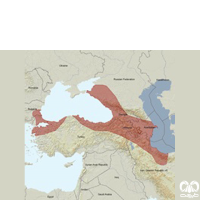 گونه حفار مدیترانه‌ای Levantine mole  