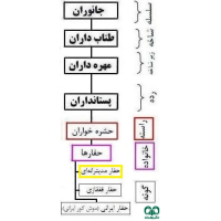 گونه حفار مدیترانه‌ای Levantine mole  