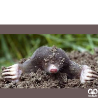 گونه حفار مدیترانه‌ای Levantine mole  