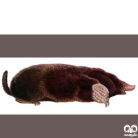 گونه حفار مدیترانه‌ای Levantine mole  