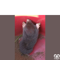 گونه حفار مدیترانه‌ای Levantine mole  