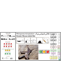 گونه خفاش دم‌موشی بزرگ Greater Mouse-tailed Bat