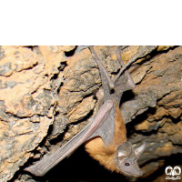 گونه خفاش دم‌موشی بزرگ Greater Mouse-tailed Bat