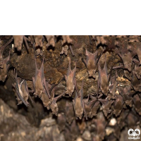 گونه خفاش دم‌موشی بزرگ Greater Mouse-tailed Bat
