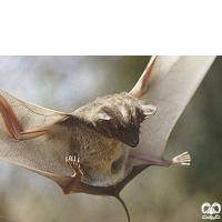 گونه خفاش دم‌موشی بزرگ Greater Mouse-tailed Bat