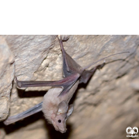 گونه خفاش دم‌موشی بزرگ Greater Mouse-tailed Bat