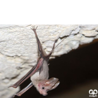 گونه خفاش دم‌موشی مسقطی Small Mouse-tailed Bat