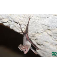 گونه خفاش دم‌موشی مسقطی Small Mouse-tailed Bat