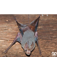 گونه خفاش دم‌موشی مسقطی Small Mouse-tailed Bat