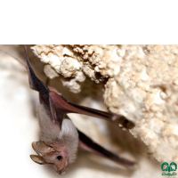 گونه خفاش دم‌موشی مسقطی Small Mouse-tailed Bat
