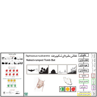 گونه خفاش مقبره ای شکم‌ برهنه Naked-rumped Tomb Bat