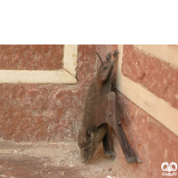 گونه خفاش مقبره ای شکم‌ برهنه Naked-rumped Tomb Bat