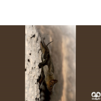 گونه خفاش مقبره ای شکم‌ برهنه Naked-rumped Tomb Bat