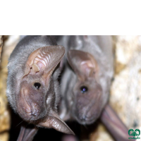 گونه خفاش مقبره ای شکم‌ برهنه Naked-rumped Tomb Bat