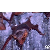 گونه خفاش مقبره ای شکم‌ برهنه Naked-rumped Tomb Bat