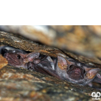 گونه خفاش مقبره ای شکم‌ برهنه Naked-rumped Tomb Bat