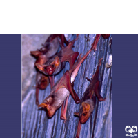 گونه خفاش مقبره ای شکم‌ برهنه Naked-rumped Tomb Bat