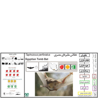 گونه خفاش مقبره‌ای معمولی Egyptian Tomb Bat